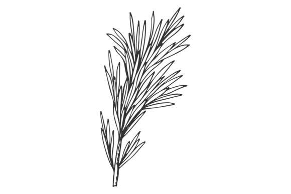 Download Rosemary Branch Sketch. Aroma Herb. Hand - Rosemary Collection